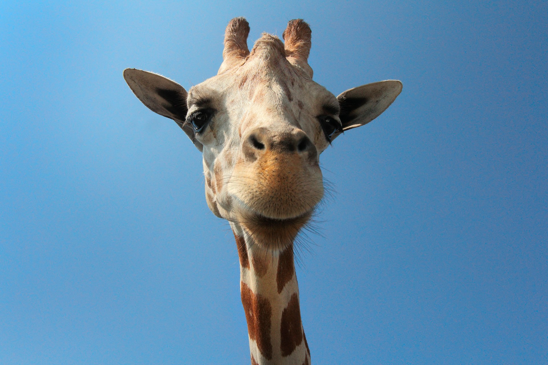 brown giraffe close-up to ot's face